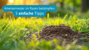 Ameisennester im Rasen bekämpfen