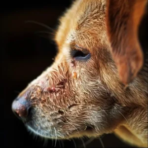 Hautirritation durch Flohbisse bei Hunden 