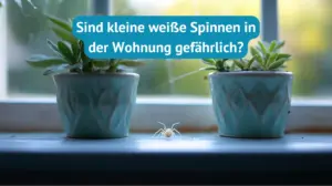 Kleine weiße Spinnen Wohnung