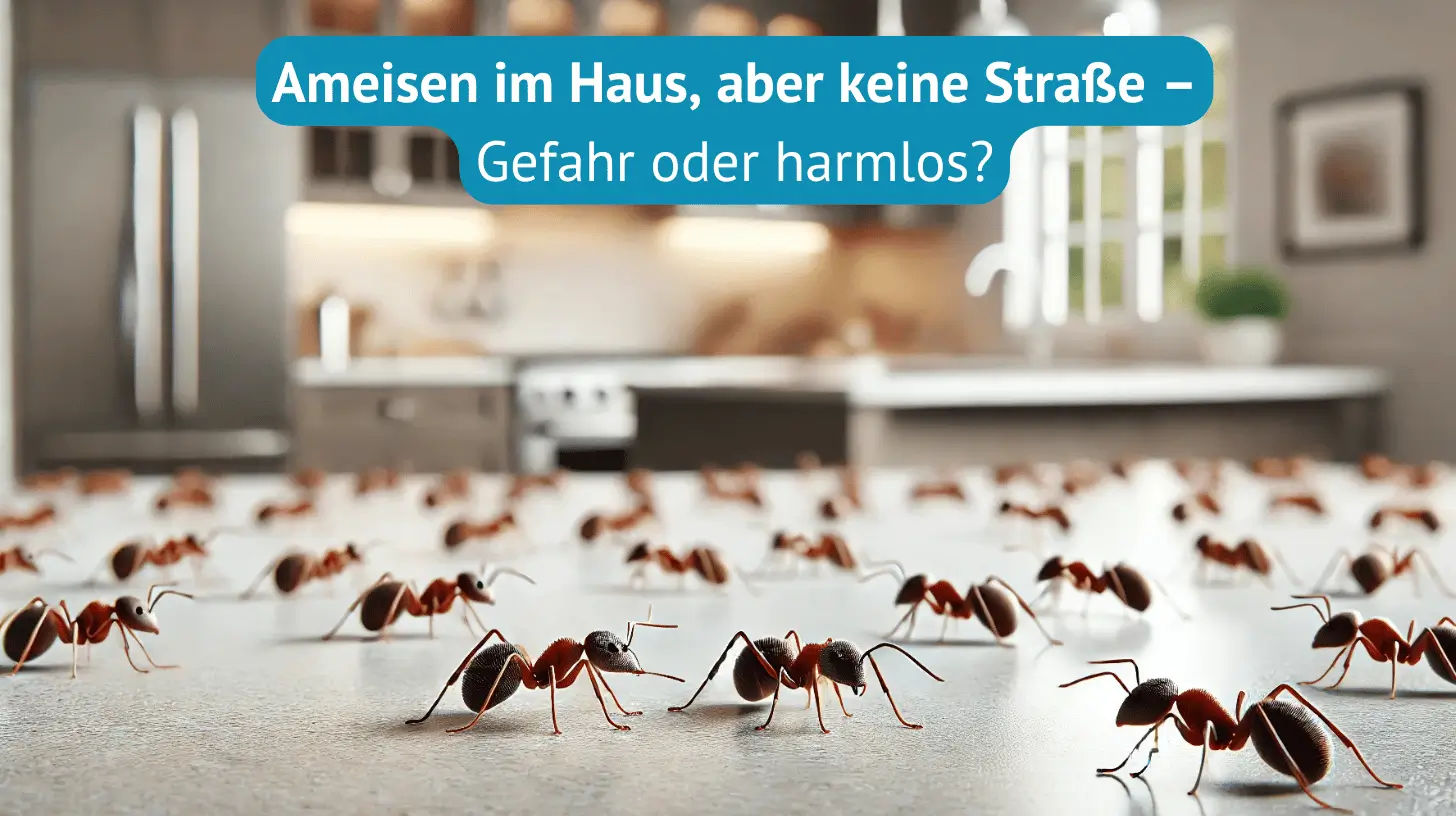 ameisen im haus aber keine straße